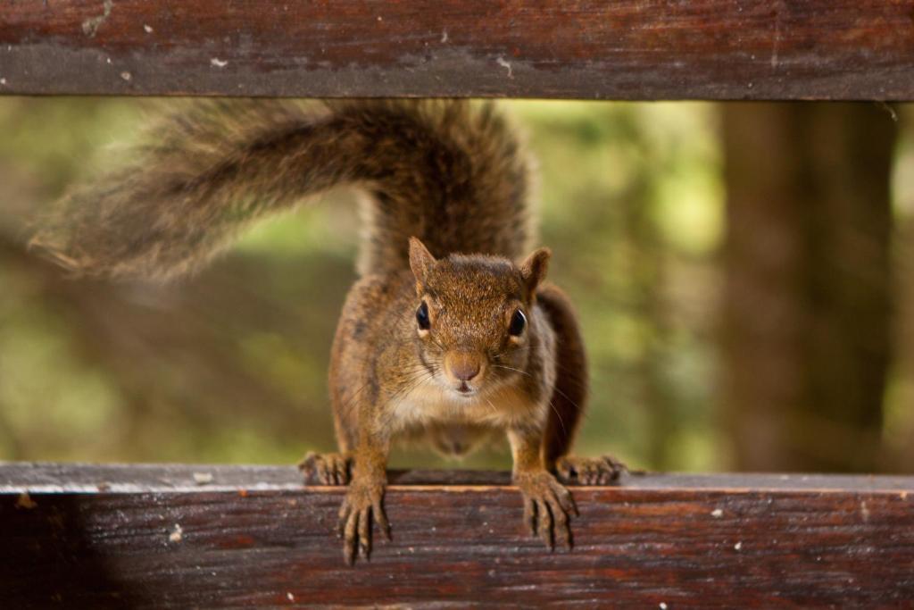 Pousada La Toscana Campos do Jordão エクステリア 写真